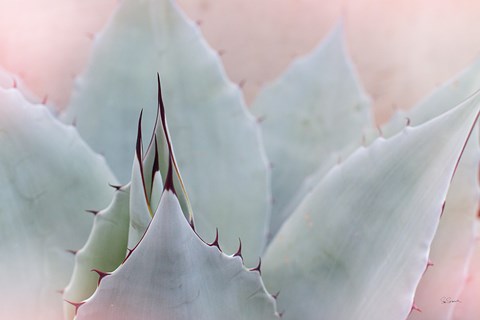 Framed Dream Desert V Print