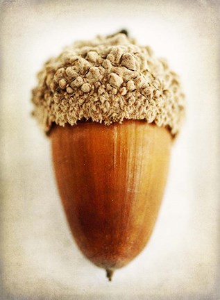 Framed Acorn Print