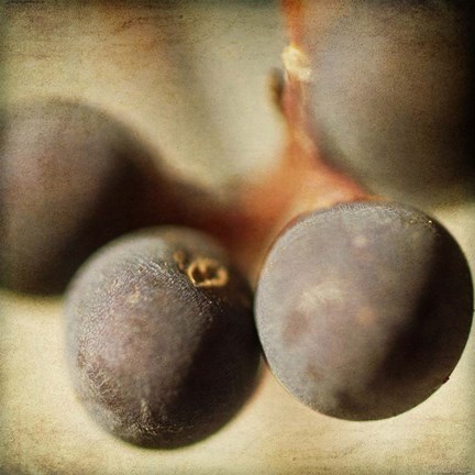 Framed Berries 5 Print