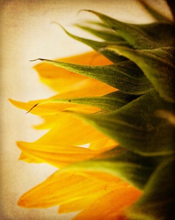 Framed Late Bloomer Print