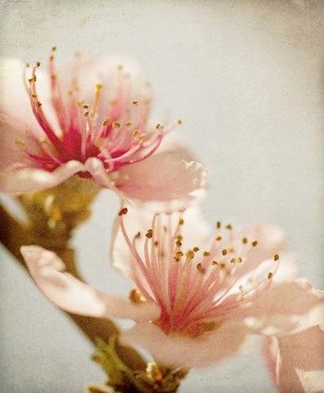 Framed Spring Whispers 1 Print