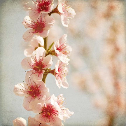 Framed Spring Whispers 4 Print