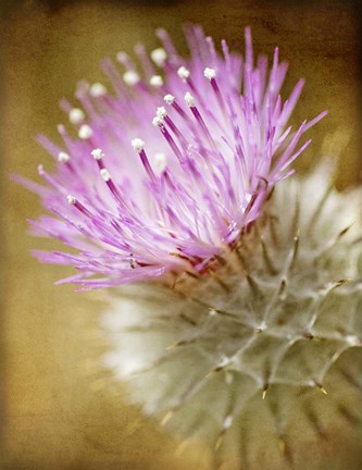 Framed Thistle Bloom Print