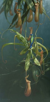 Framed Humming Birds Print