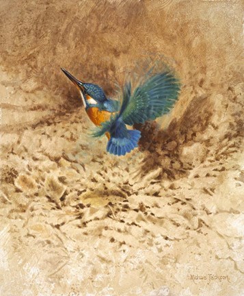 Framed Kingfisher Study Print