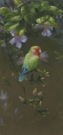 Framed Peach Faced Lovebird 2 Print