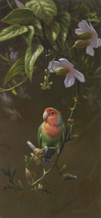 Framed Peach Faced Lovebird Print