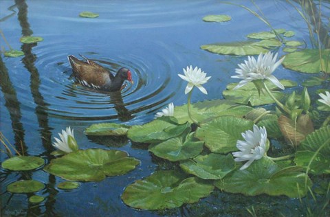 Framed Moorhen Print