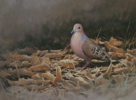 Framed Mourning Dove Print