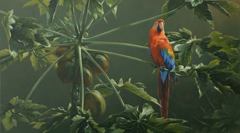 Framed Scarlet Print