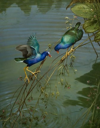 Framed Mating Game Print