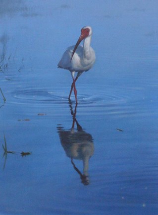 Framed White Ibis Print