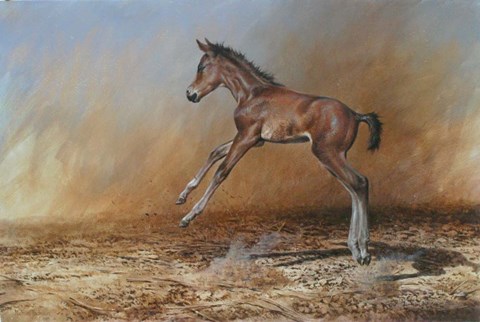Framed Foal Jumping For Joy Print