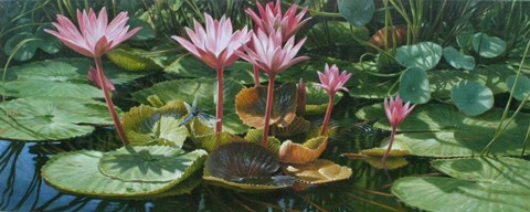 Framed Lily Pond Print