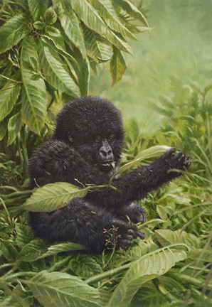 Framed Prince Of The Virungas Print