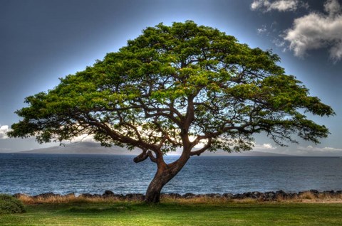 Framed Majestic Print