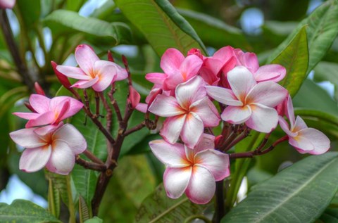 Framed Pink Splendor Print