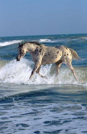 Framed Appaloosa Sea Print