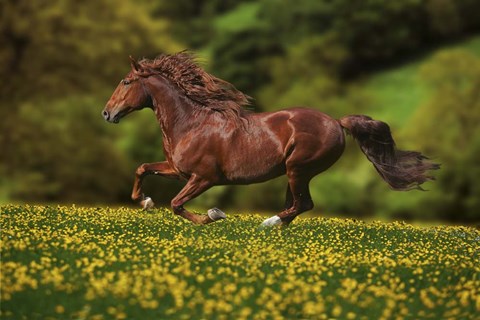 Framed Buttercup Run Print