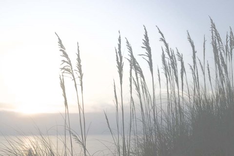 Framed Morning Whisper II Print