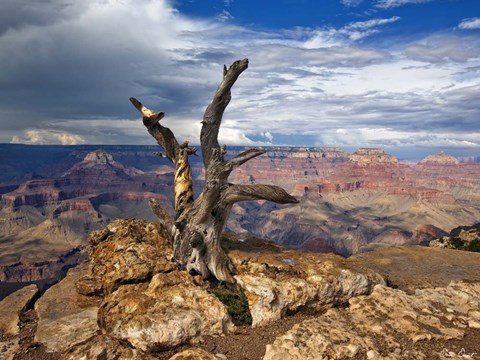 Framed Canyon View V Print