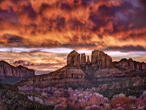 Framed Pink Morning Glory IV Print