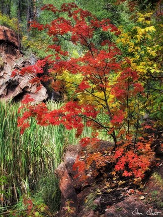 Framed Peaceful Woods I Print