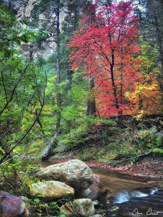 Framed Peaceful Woods II Print