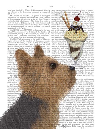Framed Yorkshire Terrier Ice Cream Print