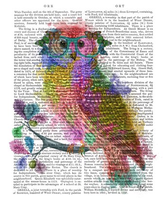 Framed Rainbow Splash Owl Print