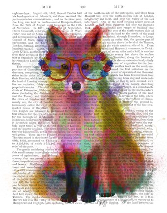 Framed Rainbow Splash Fox 2 Print