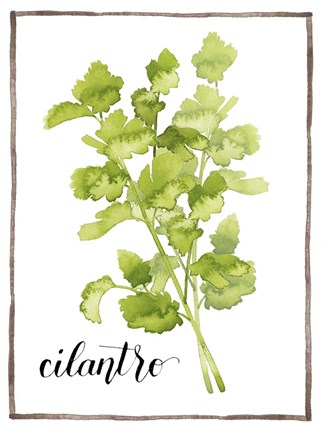 Framed Watercolor Herbs IV Print