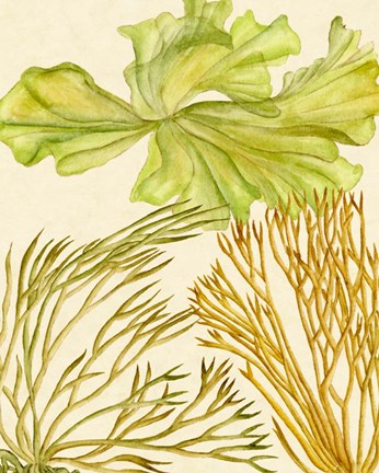Framed Vintage Seaweed Collection I Print