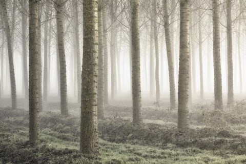 Framed Small Woodland Print