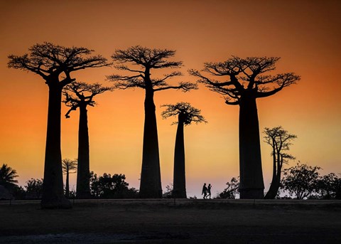 Framed Sunset In Morondava Print