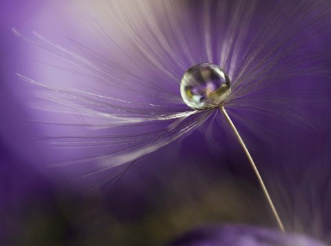 Framed In Shades Of Purple Print