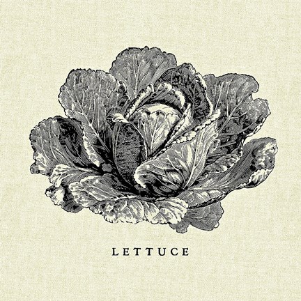 Framed Linen Vegetable BW Sketch Lettuce Print