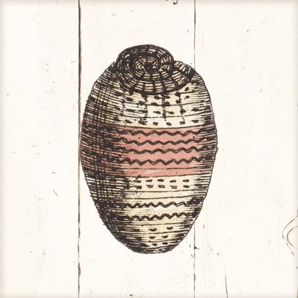 Framed Shell Sketches IV Shiplap Print