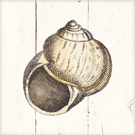 Framed Shell Sketches II Shiplap Print