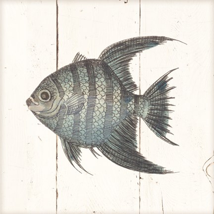 Framed Fish Sketches II Shiplap Print