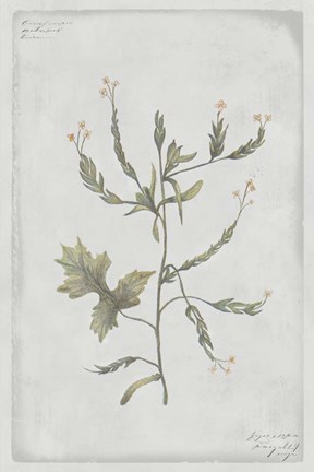 Framed Botanical II Print