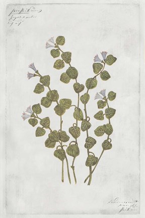 Framed Botanical IV Print