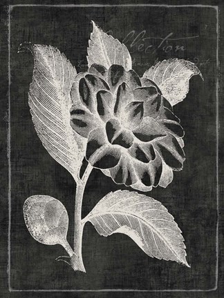 Framed Black Botanical II Print