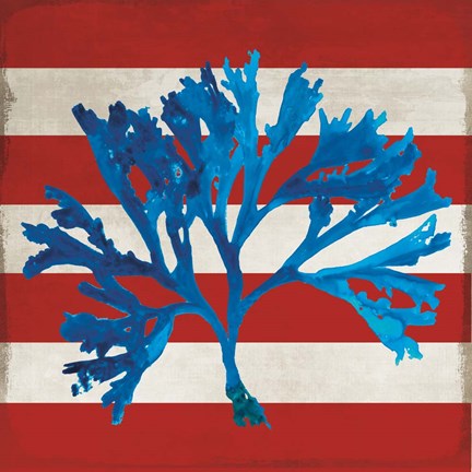 Framed Marine Coral II Print