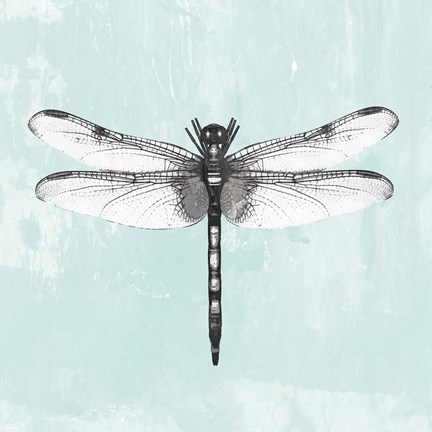 Framed Dragonfly I Print