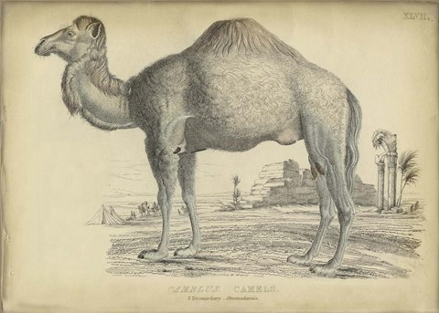 Framed Camel Bactarnian Print