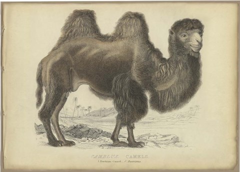 Framed Camel Dromedary Print