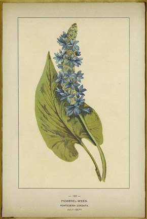 Framed Pickerel Weed Print