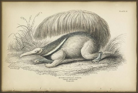 Framed Great Anteater Print