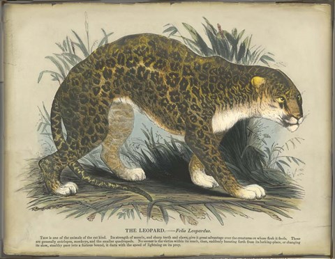 Framed Leopard Print